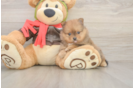 Friendly Pomeranian Baby