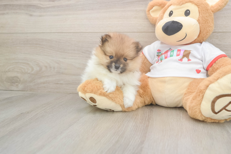 Playful Pomeranian Purebred Pup