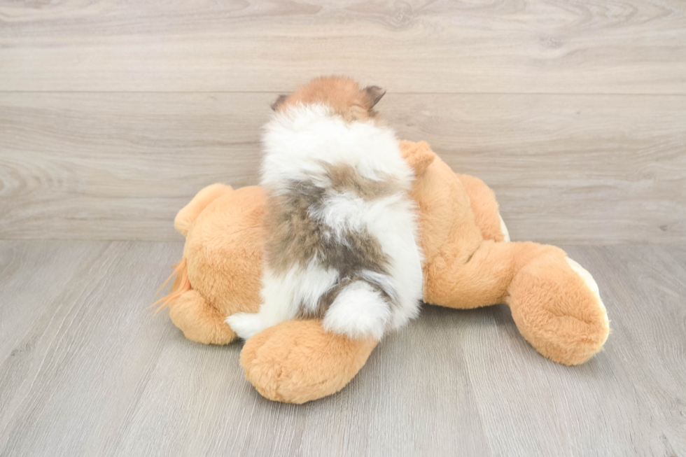 Friendly Pomeranian Purebred Pup