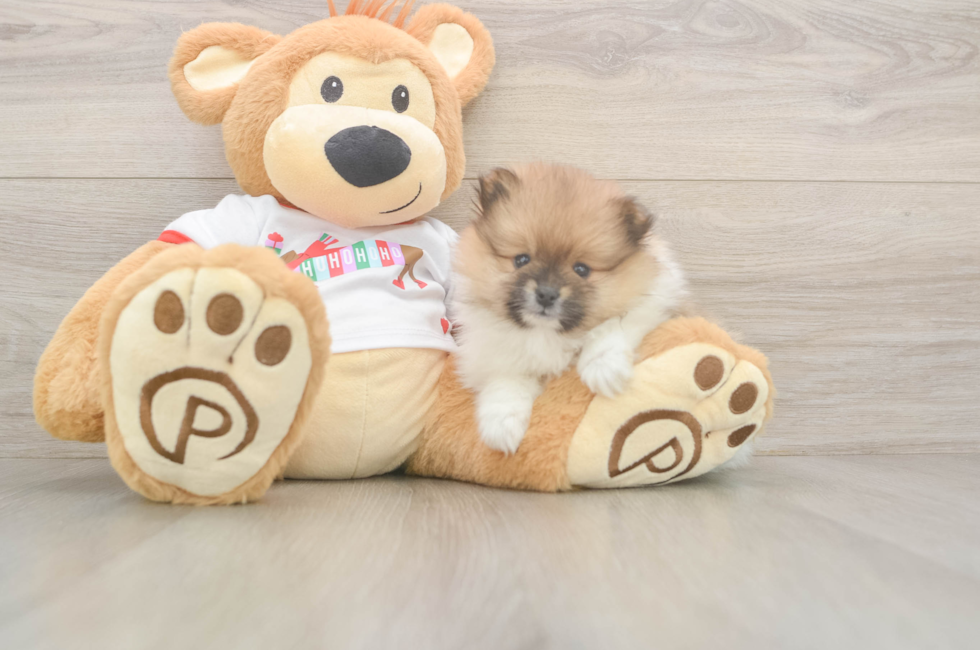 5 week old Pomeranian Puppy For Sale - Premier Pups