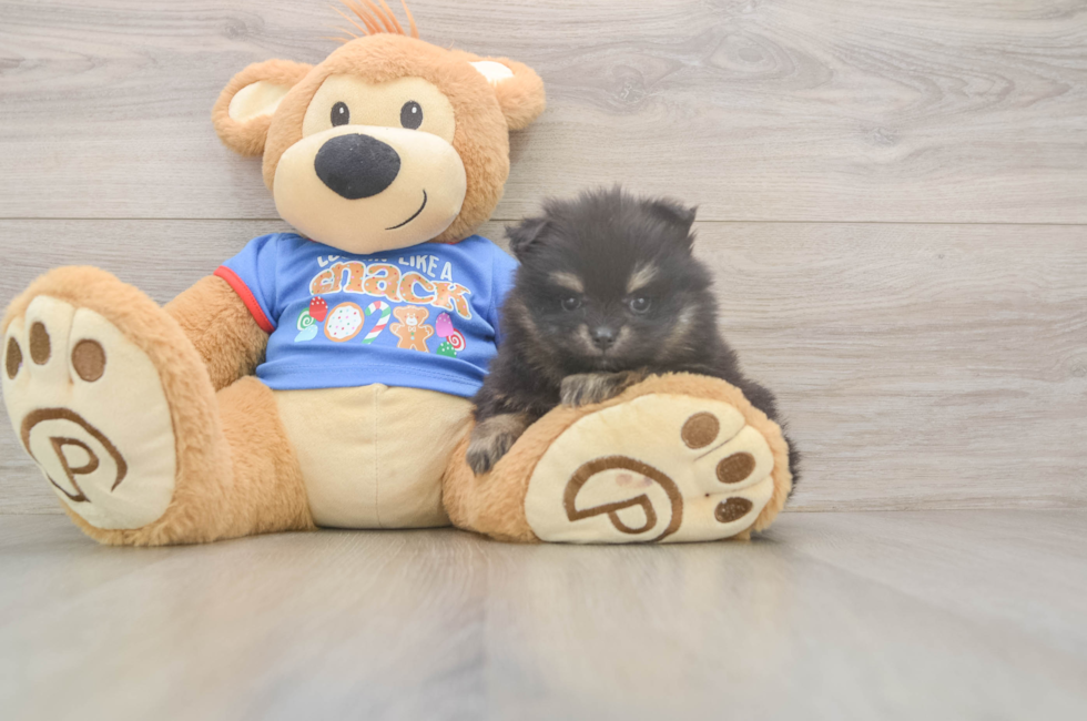 5 week old Pomeranian Puppy For Sale - Premier Pups