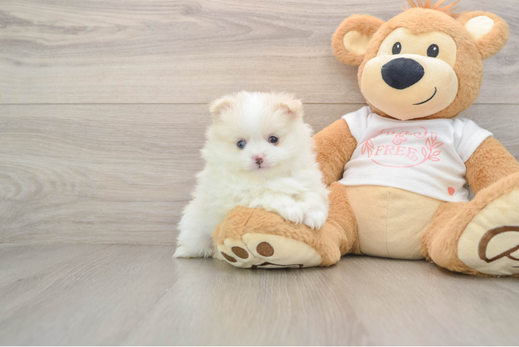 Smart Dwarf Spitz Purebred Puppy