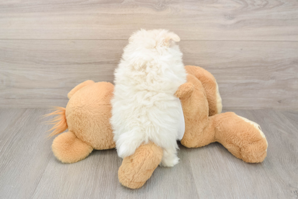 Pomeranian Pup Being Cute