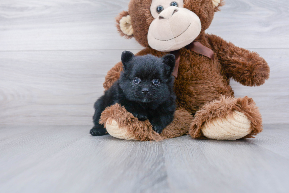 Small Pomeranian Purebred Pup