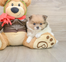 5 week old Pomeranian Puppy For Sale - Premier Pups