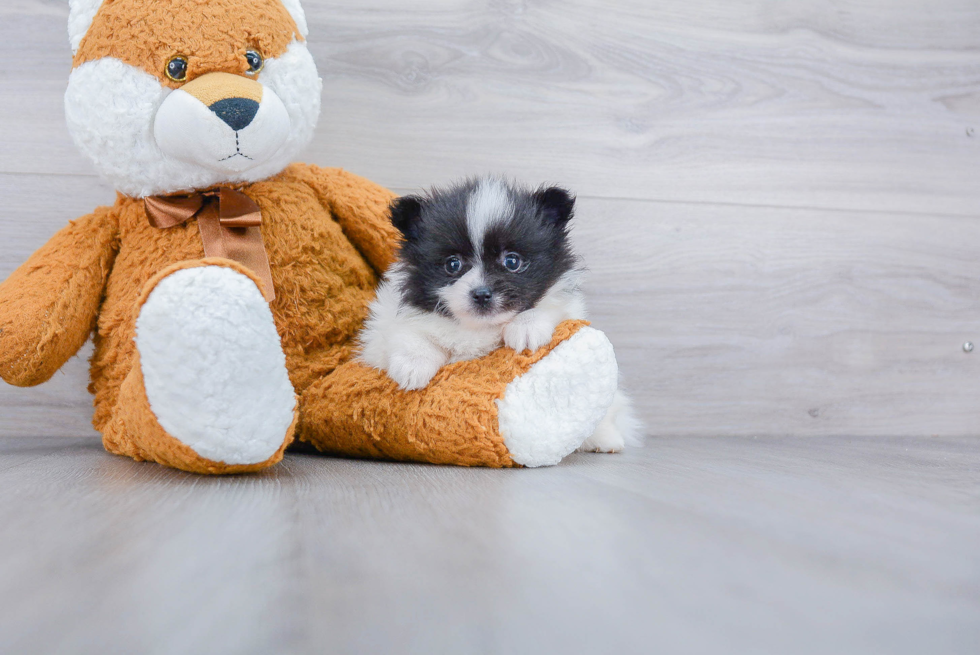 Pomeranian Pup Being Cute