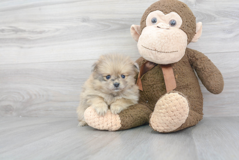 Cute Pomeranian Purebred Puppy