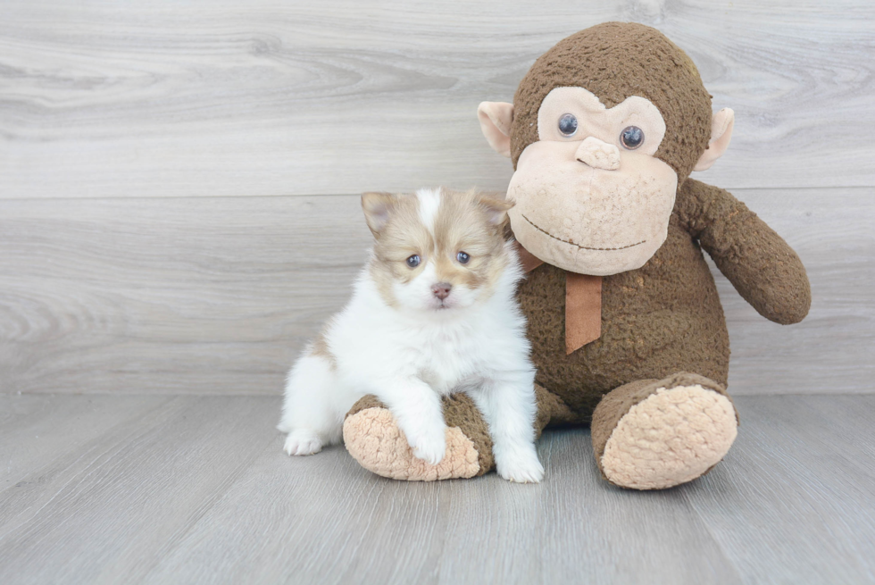 Fluffy Pomeranian Purebred Puppy