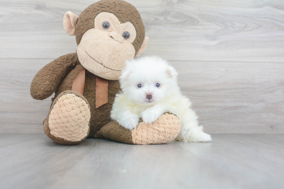 Hypoallergenic Pomeranian Baby