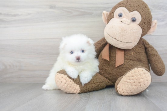 Friendly Pomeranian Purebred Pup