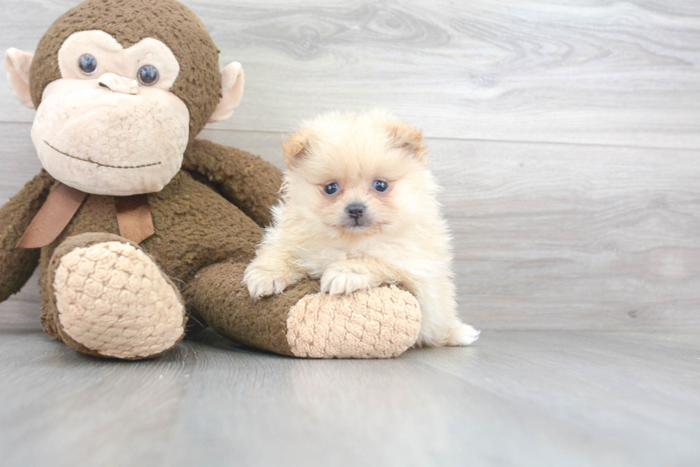 Energetic Pomeranian Purebred Puppy