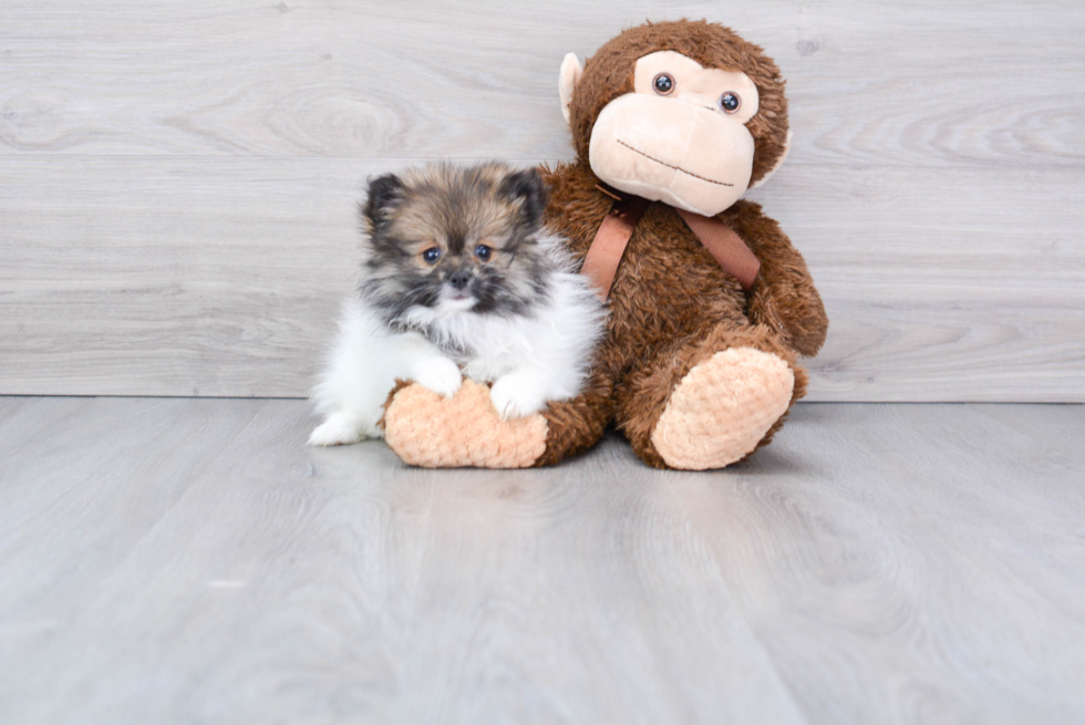 Popular Pomeranian Baby