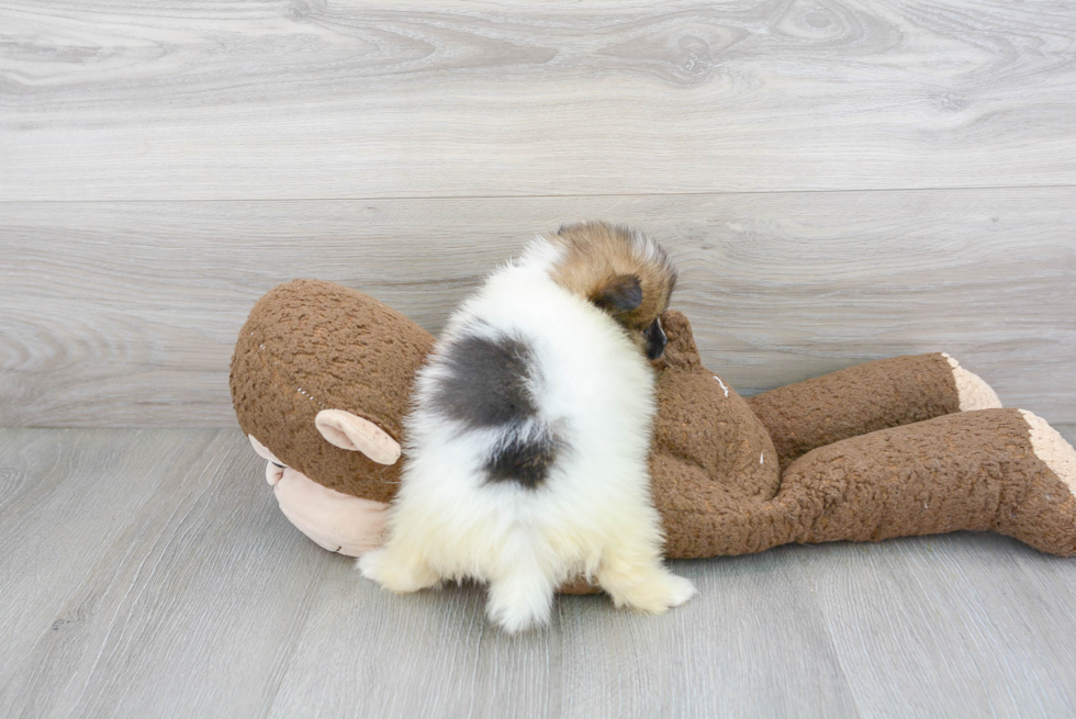 Hypoallergenic Pomeranian Purebred Pup