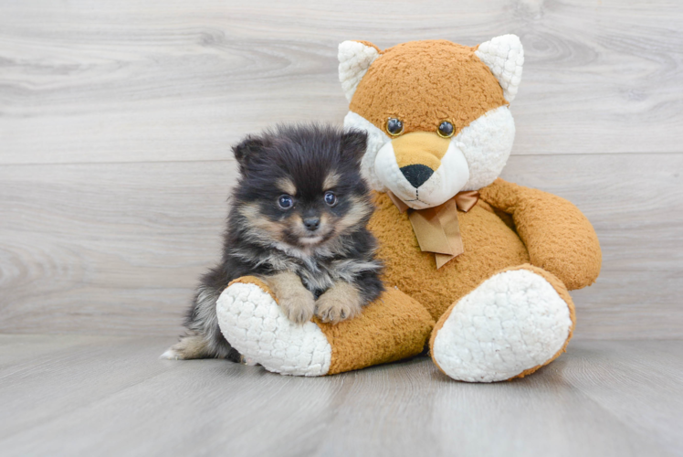 Pomeranian Puppy for Adoption