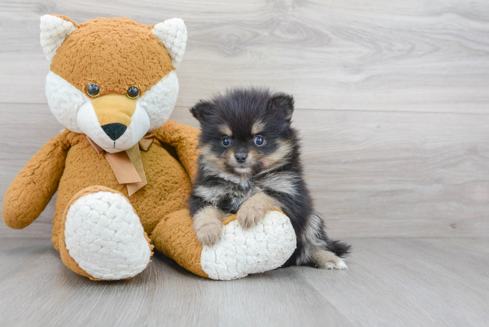 Akc Registered Pomeranian Baby