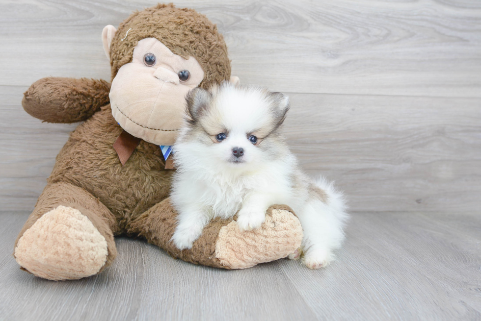 Fluffy Pomeranian Purebred Puppy