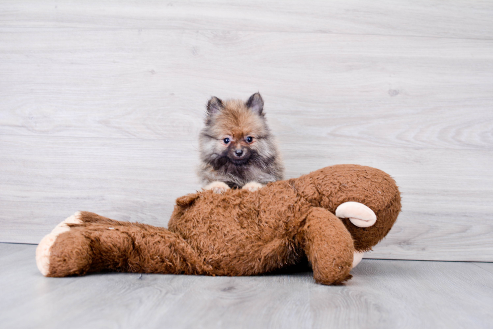 Happy Pomeranian Purebred Puppy