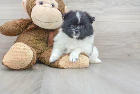 Little Pomeranian Purebred Pup