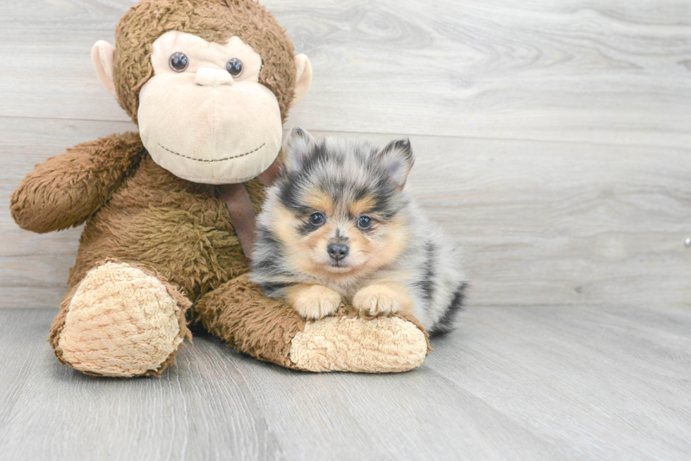 Akc Registered Pomeranian Purebred Pup