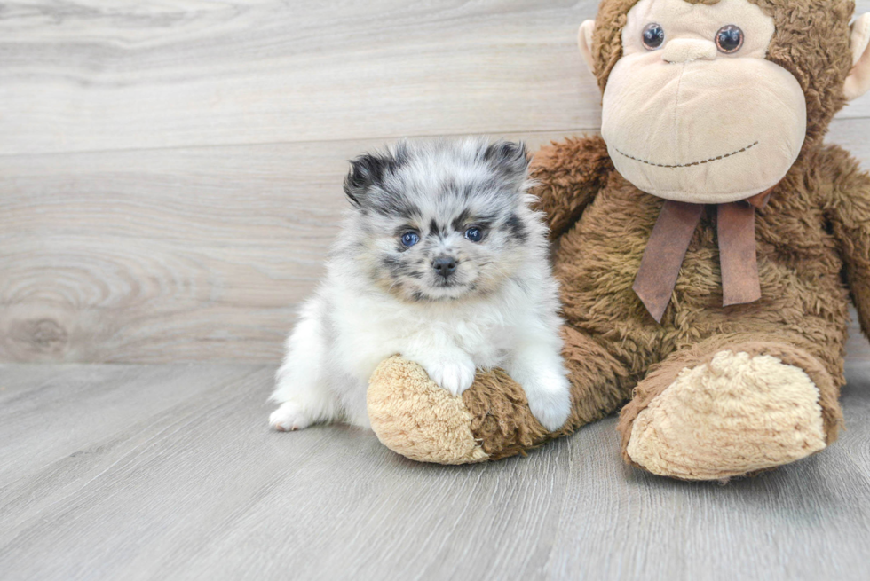 Pomeranian Pup Being Cute