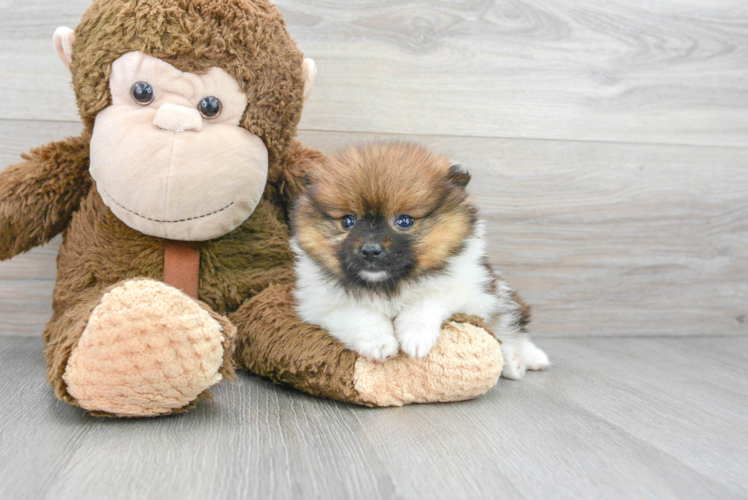 Cute Pomeranian Purebred Puppy