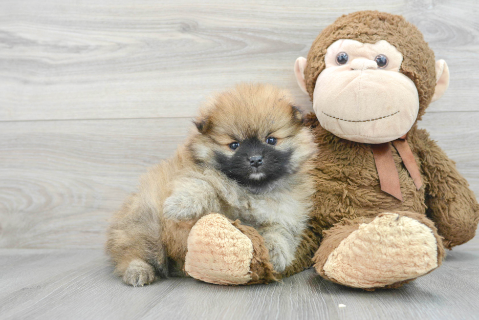 Best Pomeranian Baby