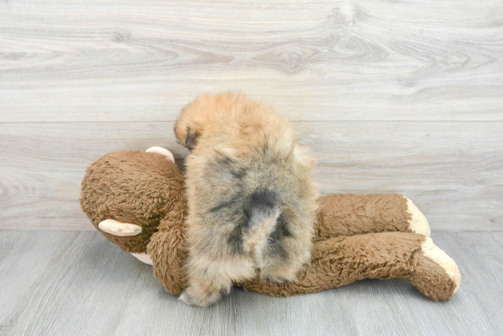 Hypoallergenic Pomeranian Baby