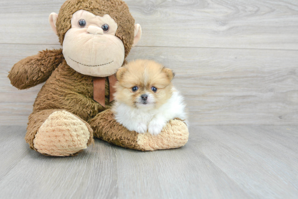 Happy Pomeranian Purebred Puppy