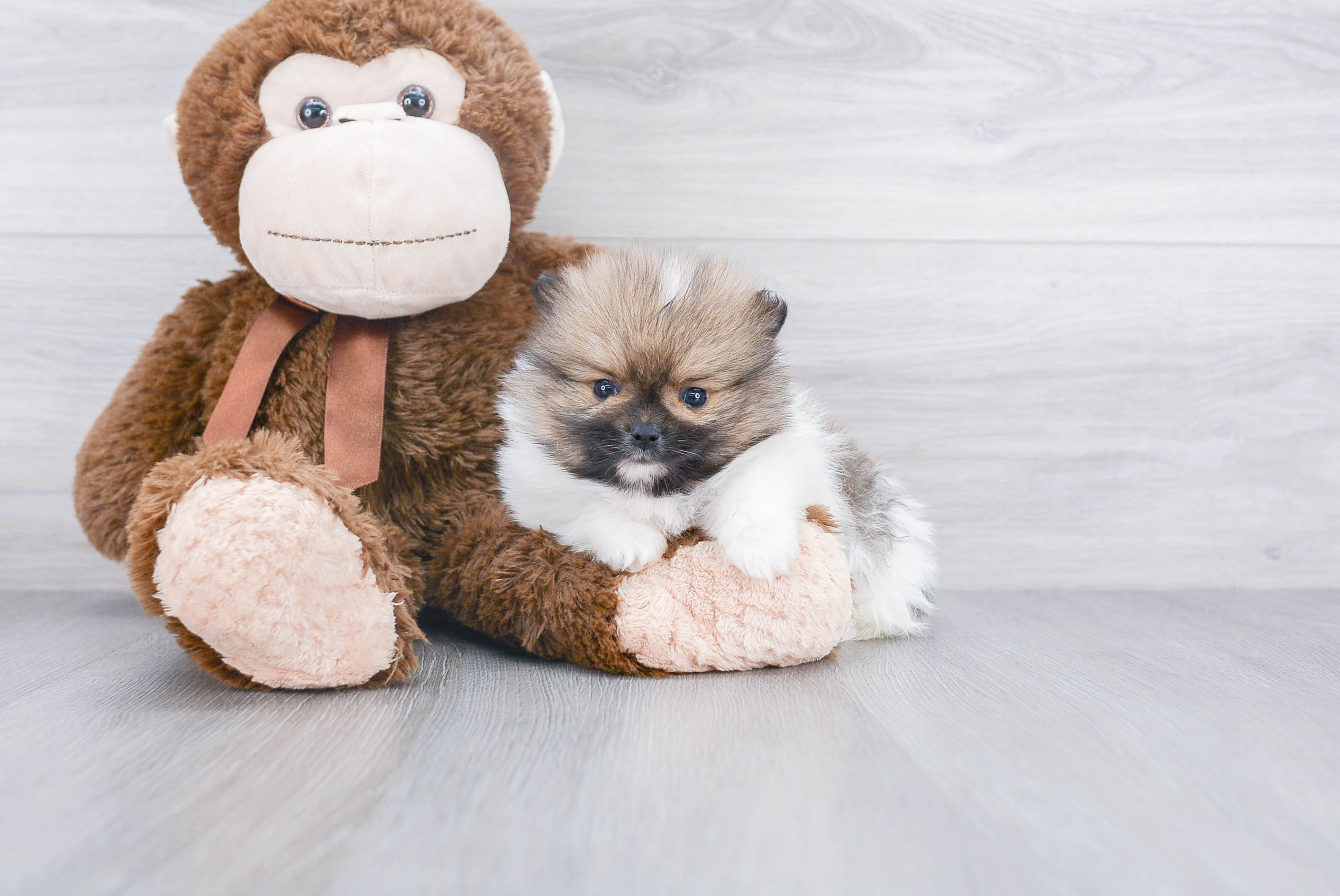 Funny Pomeranian Baby