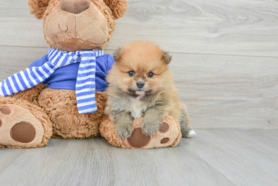 Best Pomeranian Baby