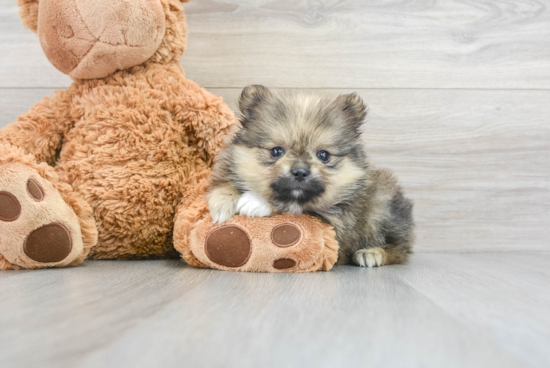 Fluffy Pomeranian Purebred Puppy