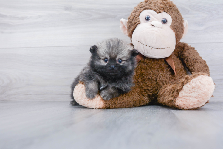 Happy Pomeranian Purebred Puppy