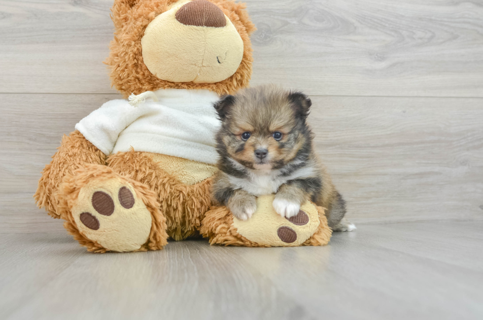 5 week old Pomeranian Puppy For Sale - Premier Pups