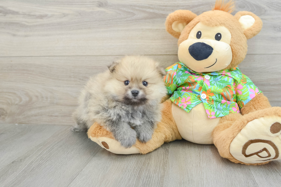 Akc Registered Pomeranian Baby