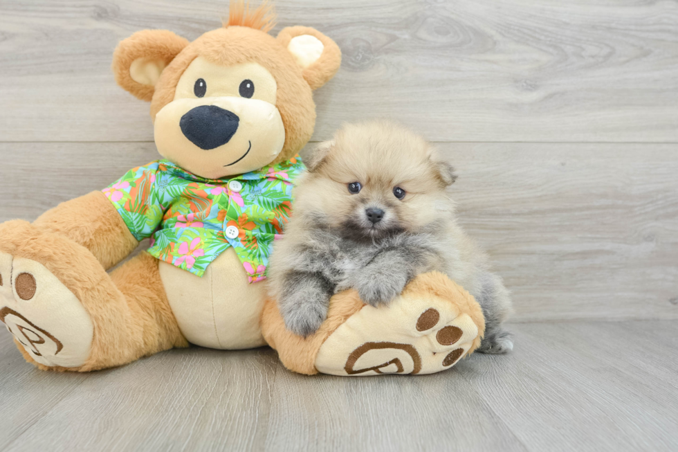 Little Pomeranian Baby