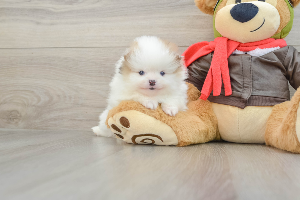 Best Pomeranian Baby