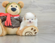 6 week old Pomeranian Puppy For Sale - Premier Pups