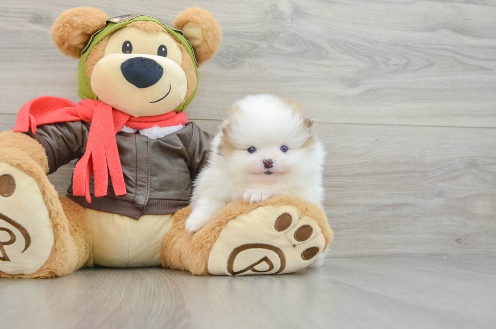 5 week old Pomeranian Puppy For Sale - Premier Pups