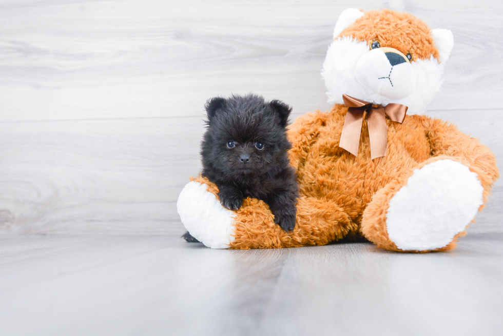 Hypoallergenic Pomeranian Baby