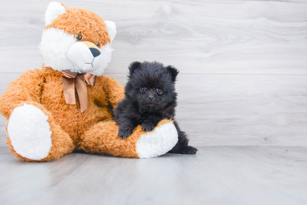 Hypoallergenic Pomeranian Baby