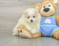 5 week old Pomeranian Puppy For Sale - Premier Pups