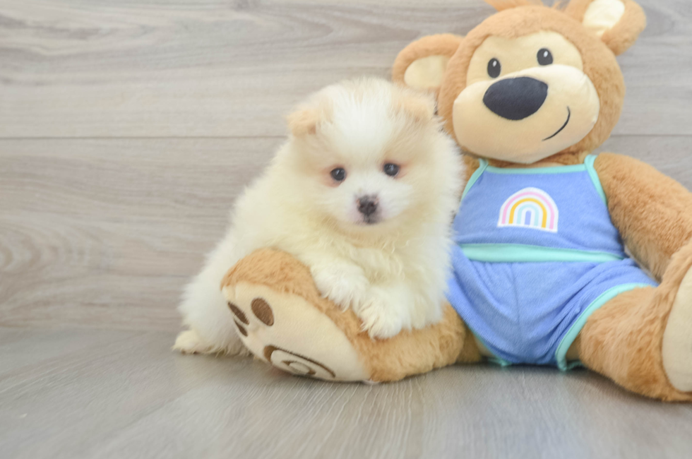 6 week old Pomeranian Puppy For Sale - Premier Pups