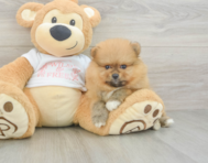 7 week old Pomeranian Puppy For Sale - Premier Pups