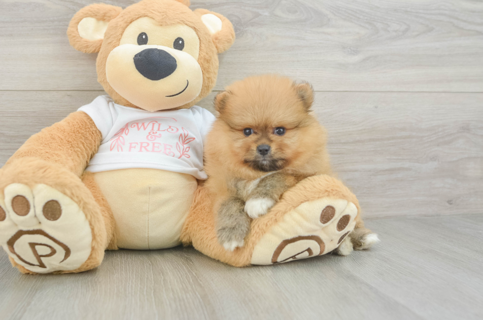 6 week old Pomeranian Puppy For Sale - Premier Pups