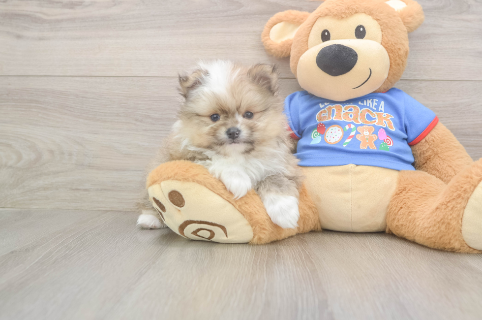 5 week old Pomeranian Puppy For Sale - Premier Pups
