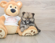 8 week old Pomeranian Puppy For Sale - Premier Pups