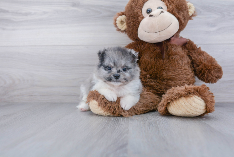 Petite Pomeranian Purebred Puppy