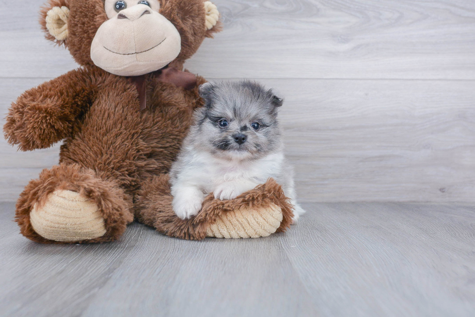 Petite Pomeranian Purebred Puppy