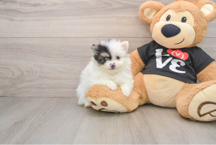 Pomeranian Pup Being Cute