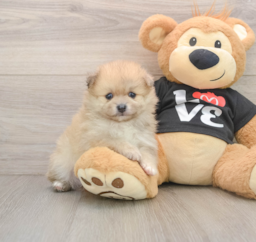 6 week old Pomeranian Puppy For Sale - Premier Pups